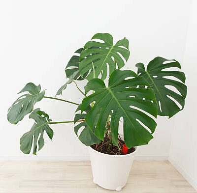 Easiest indoor plants to keep alive - philodendron