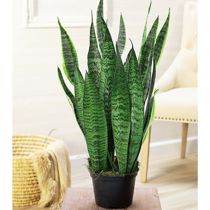 Easy to grow indoor plants - snake plant