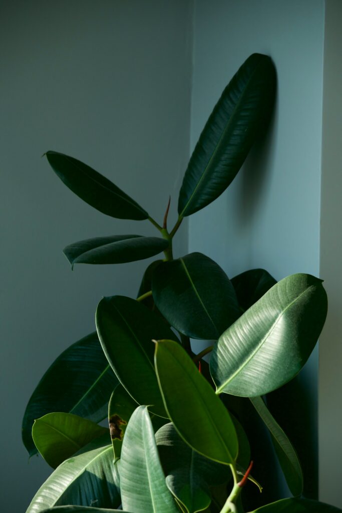 rubber plant - indoor plants for beginners