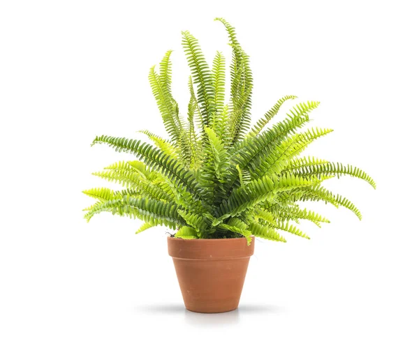 Easy to grow house plant for home decor - boston fern