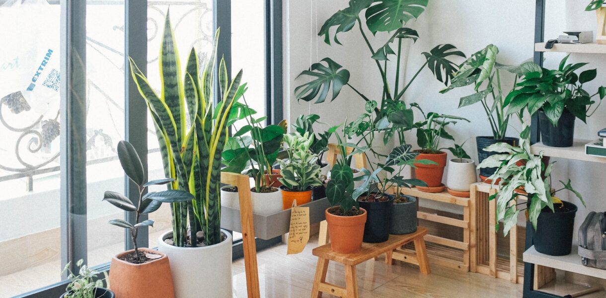 Best Indoor plants for home