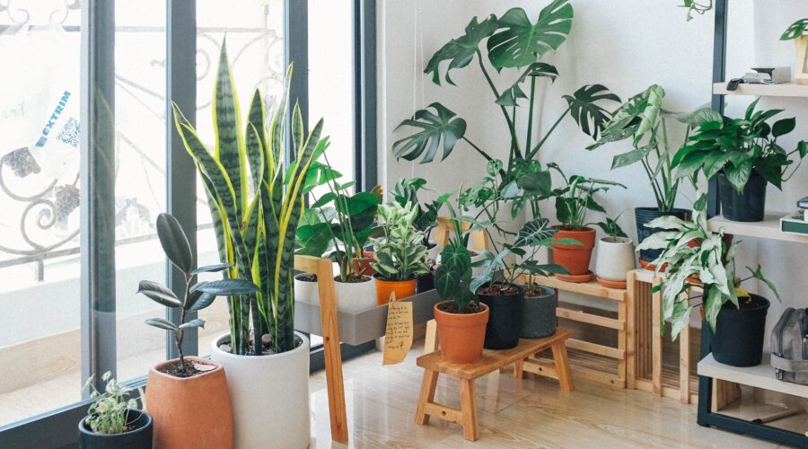 Best Indoor plants for home