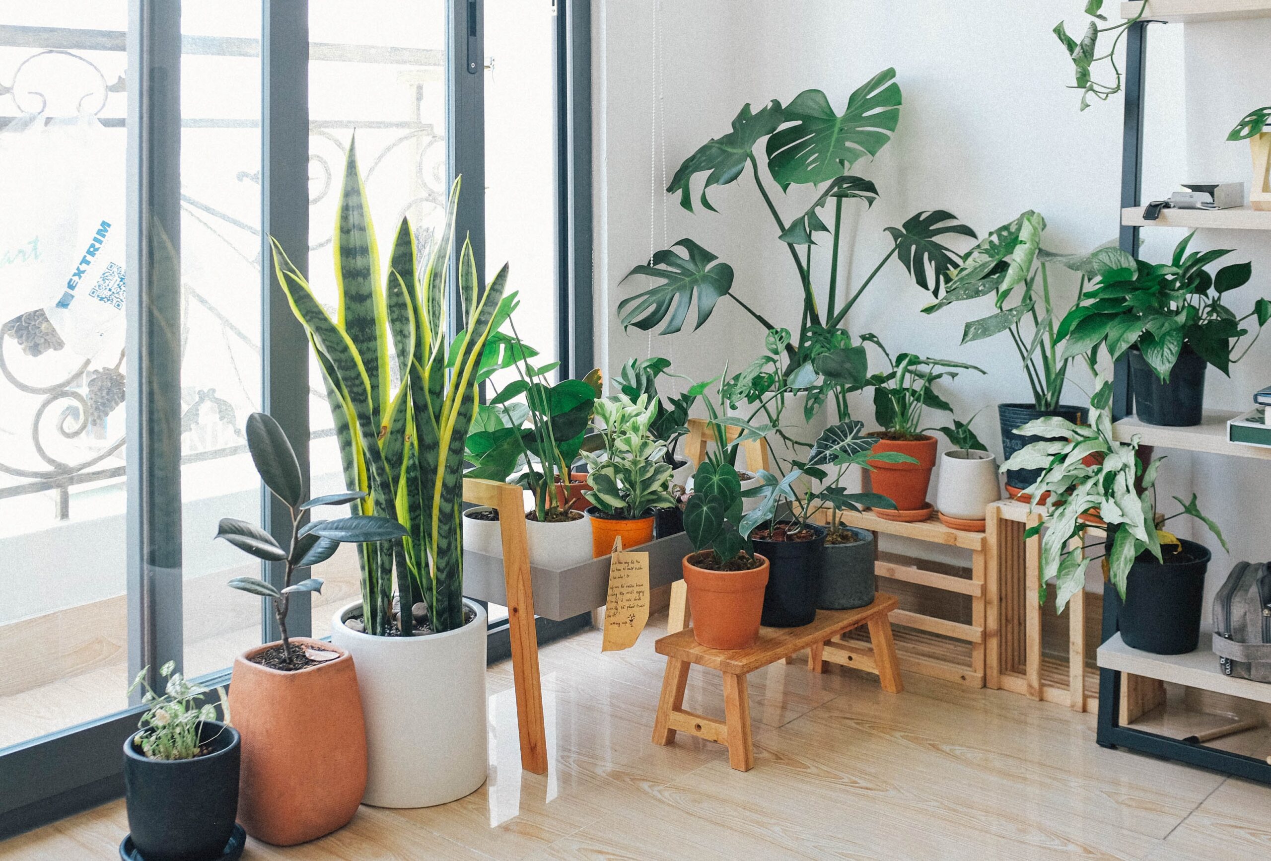 Top 6 Easy To Grow Indoor Plants For Beginners