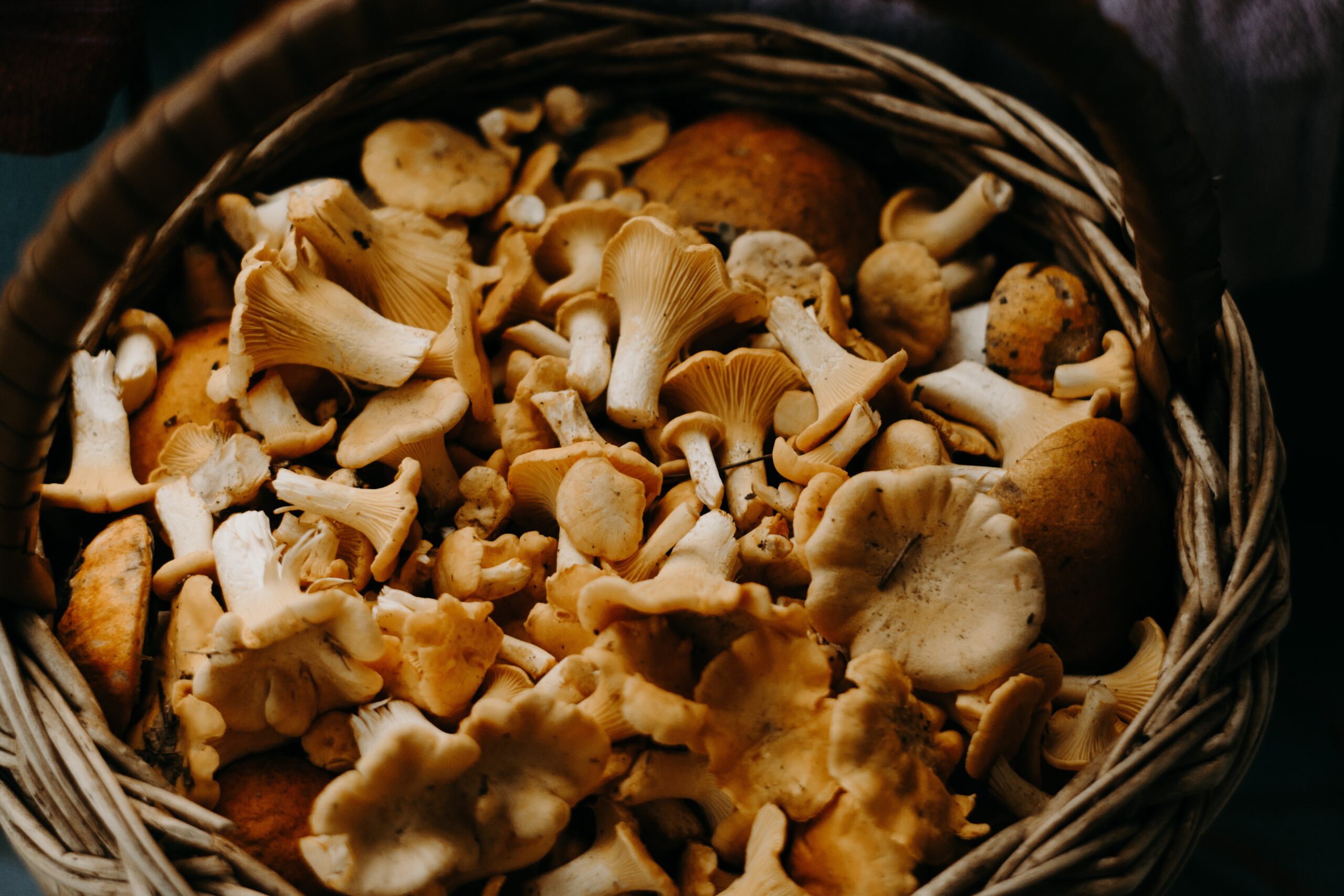 How To Use Mushrooms in Skincare – Top 5 Beauty Hacks You Didn’t Know