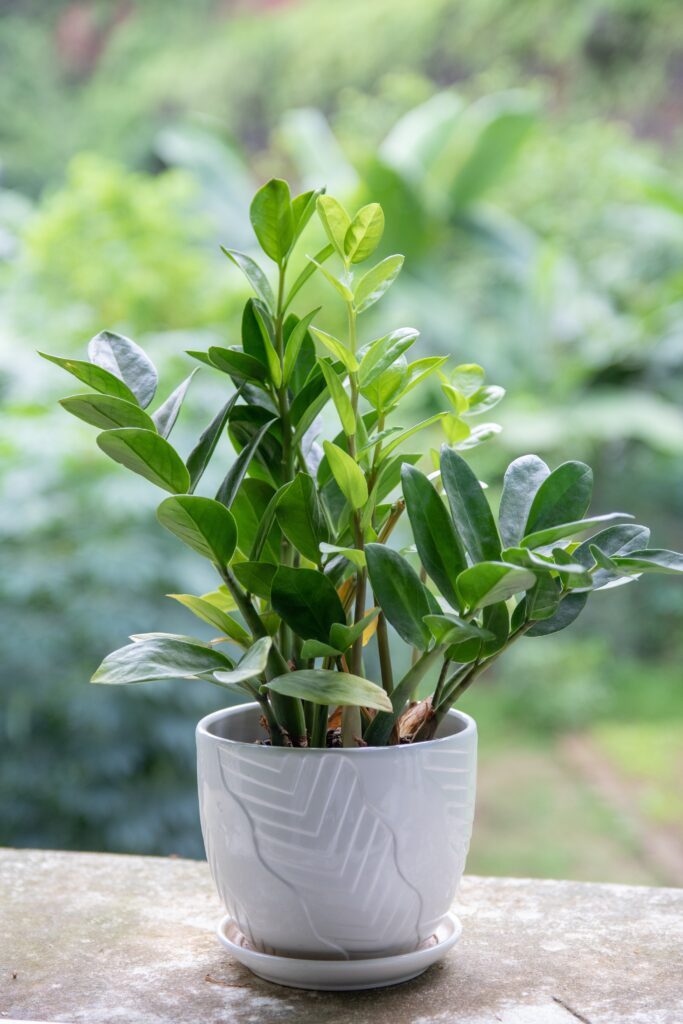 Easiest indoor plants to keep alive - zz plant